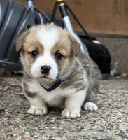 Junior, a male Cardigan Welsh Corgi and Pembroke Welsh Corgi for sale in Rochester, MN – Photo 2 of 10