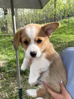 Junior -  Purebred Corgi, a male Cardigan Welsh Corgi and Pembroke Welsh Corgi for sale in Rochester, MN – 1 of 7