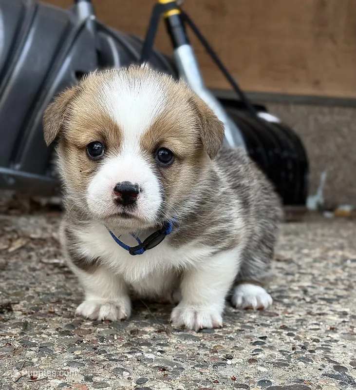 Violet – Pembroke Welsh Corgi puppy for sale in Rochester, MN
