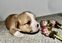 Violet, a female Pembroke Welsh Corgi for sale in Rochester, MN – Photo 2 of 8