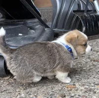 Violet, a female Pembroke Welsh Corgi for sale in Rochester, MN – Photo 2 of 5