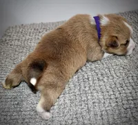 Violet, a female Pembroke Welsh Corgi for sale in Rochester, MN – Photo 5 of 8