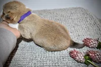 Violet, a female Pembroke Welsh Corgi for sale in Rochester, MN – Photo 7 of 8