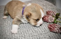 Violet, a female Pembroke Welsh Corgi for sale in Rochester, MN – Photo 3 of 8