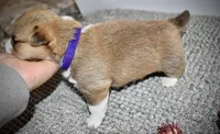 Violet, a female Pembroke Welsh Corgi for sale in Rochester, MN – Photo 6 of 8