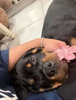 Rome, a male Rottweiler for sale in Bronx, NY – 5 of 8