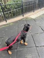 Rome, a male Rottweiler for sale in Bronx, NY – 8 of 8