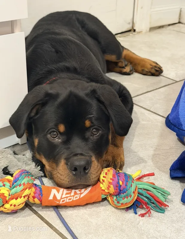 Rome – Rottweiler puppy for sale in Bronx, NY