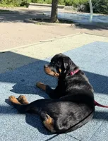 Rome, a male Rottweiler for sale in Bronx, NY – 7 of 8