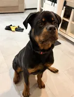 Rome, a male Rottweiler for sale in Bronx, NY – 4 of 8