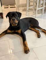 Rome, a male Rottweiler for sale in Bronx, NY – 3 of 8