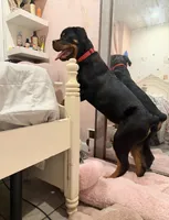 Rome, a male Rottweiler for sale in Bronx, NY – 6 of 8