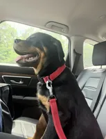 Rome, a male Rottweiler for sale in Bronx, NY – 2 of 8