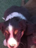 Aurora, a female Australian Shepherd and Miniature Australian Shepherd for sale in Bountiful, UT – Photo 3 of 10