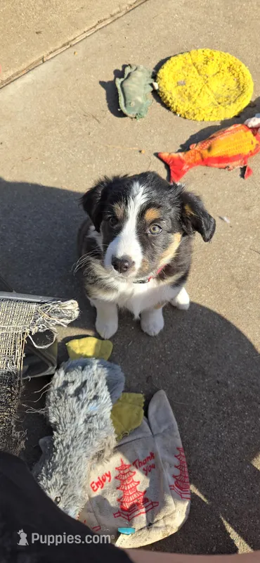 Aurora – Australian Shepherd, Miniature Australian Shepherd puppy for sale in Bountiful, UT