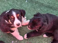 Aurora, a female Australian Shepherd and Miniature Australian Shepherd for sale in Bountiful, UT – Photo 10 of 10