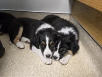 Aurora, a female Australian Shepherd and Miniature Australian Shepherd for sale in Bountiful, UT – Photo 9 of 10