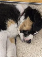 Aurora, a female Australian Shepherd and Miniature Australian Shepherd for sale in Bountiful, UT – Photo 8 of 10