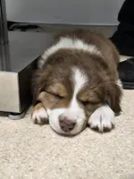 Zima, a female Australian Shepherd and Miniature Australian Shepherd for sale in Bountiful, UT – Photo 4 of 8