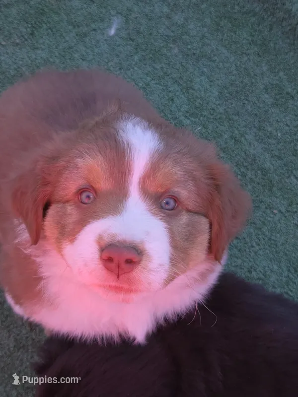 Zima – Australian Shepherd, Miniature Australian Shepherd puppy for sale in Bountiful, UT