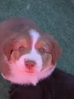 Zima, a female Australian Shepherd and Miniature Australian Shepherd for sale in Bountiful, UT – Photo 1 of 8