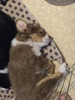 Zima, a female Australian Shepherd and Miniature Australian Shepherd for sale in Bountiful, UT – Photo 7 of 8