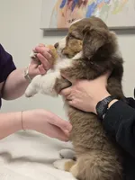 Zima, a female Australian Shepherd and Miniature Australian Shepherd for sale in Bountiful, UT – Photo 3 of 8