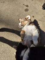 Zima, a female Australian Shepherd and Miniature Australian Shepherd for sale in Bountiful, UT – Photo 8 of 8