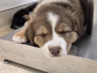Zima, a female Australian Shepherd and Miniature Australian Shepherd for sale in Bountiful, UT – Photo 6 of 8