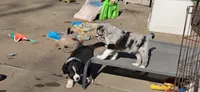 Wren, a female Australian Shepherd and Miniature Australian Shepherd for sale in Bountiful, UT – Photo 2 of 10