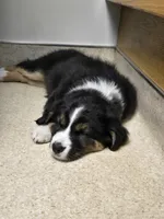 Wren, a female Australian Shepherd and Miniature Australian Shepherd for sale in Bountiful, UT – Photo 3 of 10