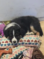 Wren, a female Australian Shepherd and Miniature Australian Shepherd for sale in Bountiful, UT – Photo 4 of 10