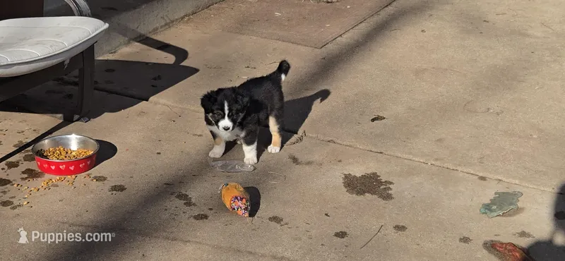 Wren – Australian Shepherd, Miniature Australian Shepherd puppy for sale in Bountiful, UT