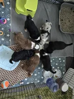 Wren, a female Australian Shepherd and Miniature Australian Shepherd for sale in Bountiful, UT – Photo 10 of 10