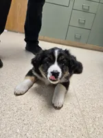 Wren, a female Australian Shepherd and Miniature Australian Shepherd for sale in Bountiful, UT – Photo 9 of 10
