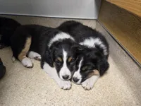 Wren, a female Australian Shepherd and Miniature Australian Shepherd for sale in Bountiful, UT – Photo 7 of 10