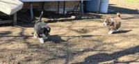 Silas, a male Australian Shepherd and Miniature Australian Shepherd for sale in Bountiful, UT – Photo 5 of 8