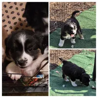 Silas, a male Australian Shepherd and Miniature Australian Shepherd for sale in Bountiful, UT – Photo 1 of 8