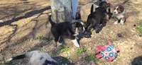 Silas, a male Australian Shepherd and Miniature Australian Shepherd for sale in Bountiful, UT – Photo 4 of 8