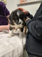 Silas, a male Australian Shepherd and Miniature Australian Shepherd for sale in Bountiful, UT – Photo 2 of 8