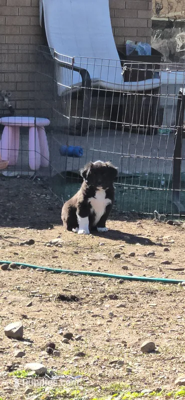Zane – Australian Shepherd, Miniature Australian Shepherd puppy for sale in Bountiful, UT