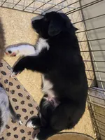 Zane, a male Australian Shepherd and Miniature Australian Shepherd for sale in Bountiful, UT – Photo 8 of 9