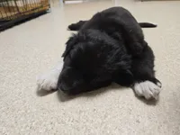 Zane, a male Australian Shepherd and Miniature Australian Shepherd for sale in Bountiful, UT – Photo 4 of 9