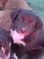 Zane, a male Australian Shepherd and Miniature Australian Shepherd for sale in Bountiful, UT – Photo 2 of 9