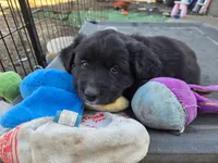 Zane, a male Australian Shepherd and Miniature Australian Shepherd for sale in Bountiful, UT – Photo 9 of 9