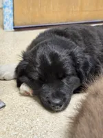 Zane, a male Australian Shepherd and Miniature Australian Shepherd for sale in Bountiful, UT – Photo 7 of 9