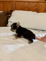 Maple, a female Morkie for sale in Aransas Pass, TX – 3 of 4