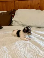 MooMoo , a female Morkie for sale in Aransas Pass, TX – 2 of 4
