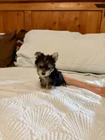 Maple, a female Morkie for sale in Aransas Pass, TX – 2 of 4