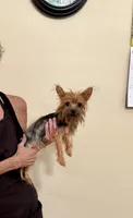 Mochi, a male Yorkshire Terrier for sale in Aransas Pass, TX – 2 of 3